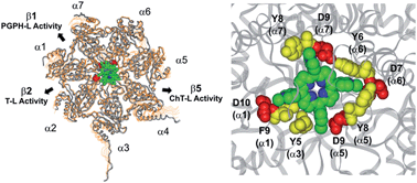 Graphical abstract: Cationic porphyrins are tunable gatekeepers of the 20S proteasome