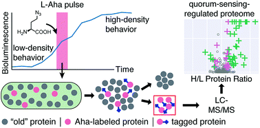 Graphical abstract: Time-resolved proteomic analysis of quorum sensing in Vibrio harveyi