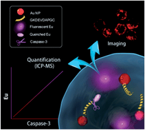 Graphical abstract: A dual-functional lanthanide nanoprobe for both living cell imaging and ICP-MS quantification of active protease