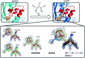 Graphical abstract: A structural view of synthetic cofactor integration into [FeFe]-hydrogenases