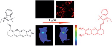 Graphical abstract: A highly selective near-infrared fluorescent probe for imaging H2Se in living cells and in vivo