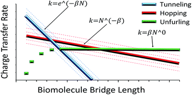 Graphical abstract: Length-independent transport rates in biomolecules by quantum mechanical unfurling