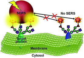 Graphical abstract: Protein-specific Raman imaging of glycosylation on single cells with zone-controllable SERS effect