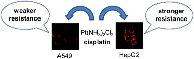 Graphical abstract: Leucine aminopeptidase may contribute to the intrinsic resistance of cancer cells toward cisplatin as revealed by an ultrasensitive fluorescent probe