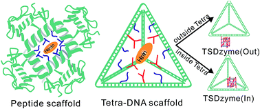 Graphical abstract: Activity modulation and allosteric control of a scaffolded DNAzyme using a dynamic DNA nanostructure