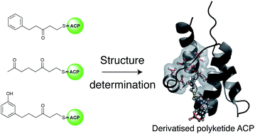 Graphical abstract: Recognition of extended linear and cyclised polyketide mimics by a type II acyl carrier protein