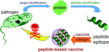 Graphical abstract: Peptide-based synthetic vaccines