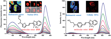 Graphical abstract: Nucleic acid-selective light-up fluorescent biosensors for ratiometric two-photon imaging of the viscosity of live cells and tissues
