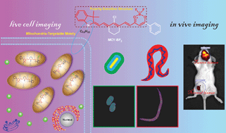 Graphical abstract: An ultrasensitive near-infrared ratiometric fluorescent probe for imaging mitochondrial polarity in live cells and in vivo