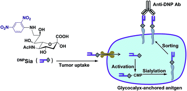 Graphical abstract: Redirecting immunity via covalently incorporated immunogenic sialic acid on the tumor cell surface