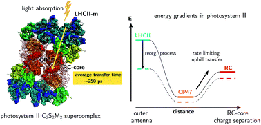 Graphical abstract: Efficiency of energy funneling in the photosystem II supercomplex of higher plants