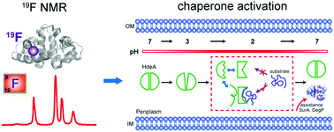 Graphical abstract: Roles of structural plasticity in chaperone HdeA activity are revealed by 19F NMR