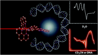 Graphical abstract: Direct observation by time-resolved infrared spectroscopy of the bright and the dark excited states of the [Ru(phen)2(dppz)]2+ light-switch compound in solution and when bound to DNA