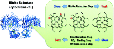Graphical abstract: The functional role of the structure of the dioxo-isobacteriochlorin in the catalytic site of cytochrome cd1 for the reduction of nitrite