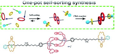 Graphical abstract: One-pot synthesis of a [c2]daisy-chain-containing hetero[4]rotaxane via a self-sorting strategy