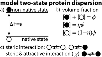 Graphical abstract: Implications of protein polymorphism on protein phase behaviour