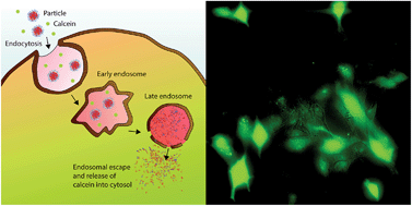 Graphical abstract: Self-assembling dual component nanoparticles with endosomal escape capability