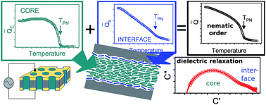 Graphical abstract: Inhomogeneous relaxation dynamics and phase behaviour of a liquid crystal confined in a nanoporous solid