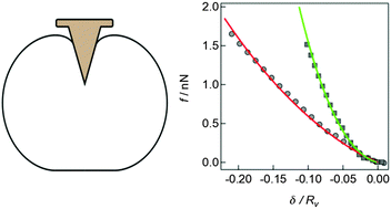 Graphical abstract: Mechanical response of adherent giant liposomes to indentation with a conical AFM-tip