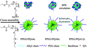 Graphical abstract: Effects of interaction between a polycation and a nonionic polymer on their cross-assembly into mixed micelles