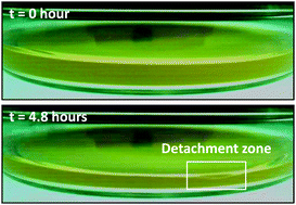 Graphical abstract: Syneresis and delayed detachment in agar plates