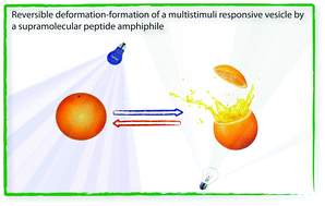 Graphical abstract: Reversible deformation–formation of a multistimuli responsive vesicle by a supramolecular peptide amphiphile
