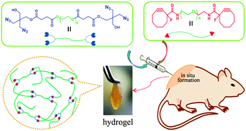 Graphical abstract: An injectable and fast-degradable poly(ethylene glycol) hydrogel fabricated via bioorthogonal strain-promoted azide–alkyne cycloaddition click chemistry