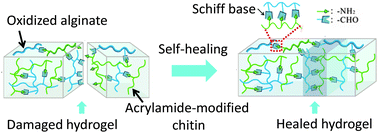 Graphical abstract: A dynamic and self-crosslinked polysaccharide hydrogel with autonomous self-healing ability