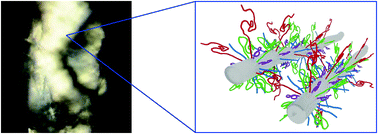 Graphical abstract: Composite bottlebrush mechanics: α-internexin fine-tunes neurofilament network properties