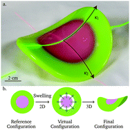 Graphical abstract: Morphing of geometric composites via residual swelling