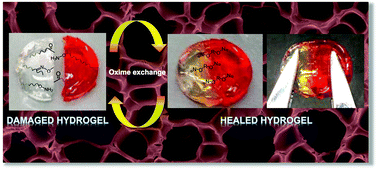 Graphical abstract: Self-healing hydrogels containing reversible oxime crosslinks