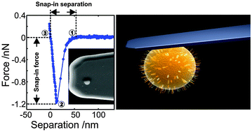 Graphical abstract: Stochastic binding of Staphylococcus aureus to hydrophobic surfaces