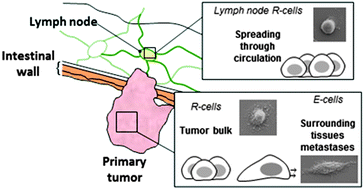 Graphical abstract: Mechanical and structural comparison between primary tumor and lymph node metastasis cells in colorectal cancer