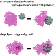 Graphical abstract: Phase separation of a Lennard-Jones fluid interacting with a long, condensed polymer chain: implications for the nuclear body formation near chromosomes
