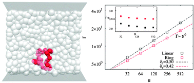 Graphical abstract: Segregated structures of ring polymer melts near the surface: a molecular dynamics simulation study