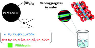 Graphical abstract: Nanoobjects formed by ionic PAMAM dendrimers: hydrophilic/lipophilic modulation and encapsulation properties