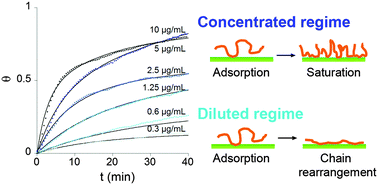 Graphical abstract: Kinetic aspects of the adsorption of xyloglucan onto cellulose nanocrystals