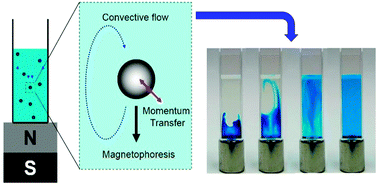 Graphical abstract: Magnetophoresis of superparamagnetic nanoparticles at low field gradient: hydrodynamic effect