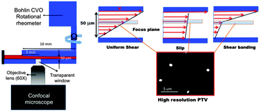 Graphical abstract: Shear banding in entangled polymers in the micron scale gap: a confocal-rheoscopic study
