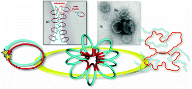 Graphical abstract: Cyclic polymers revealing topology effects upon self-assemblies, dynamics and responses