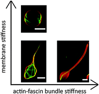 Graphical abstract: Shape control of lipid bilayer membranes by confined actin bundles