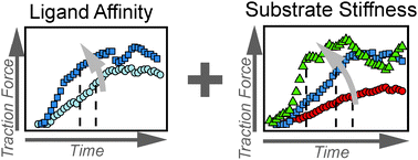 Graphical abstract: Distinct impacts of substrate elasticity and ligand affinity on traction force evolution