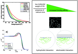 Graphical abstract: Structure of DPPC–hyaluronan interfacial layers – effects of molecular weight and ion composition