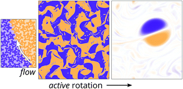 Graphical abstract: Coarsening dynamics of binary liquids with active rotation
