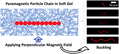 Graphical abstract: Buckling of paramagnetic chains in soft gels