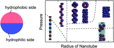 Graphical abstract: Self-assembly of Janus nanoparticles with a hydrophobic hemisphere in nanotubes