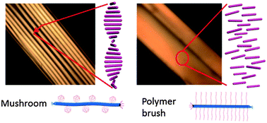 Graphical abstract: Into the polymer brush regime through the “grafting-to” method: densely polymer-grafted rodlike viruses with an unusual nematic liquid crystal behavior