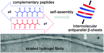 Graphical abstract: A modular self-assembly approach to functionalised β-sheet peptide hydrogel biomaterials