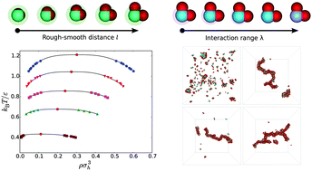 Graphical abstract: Phase separation and self-assembly in a fluid of Mickey Mouse particles