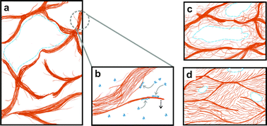 Graphical abstract: Microstructure and rheology of microfibril–polymer networks